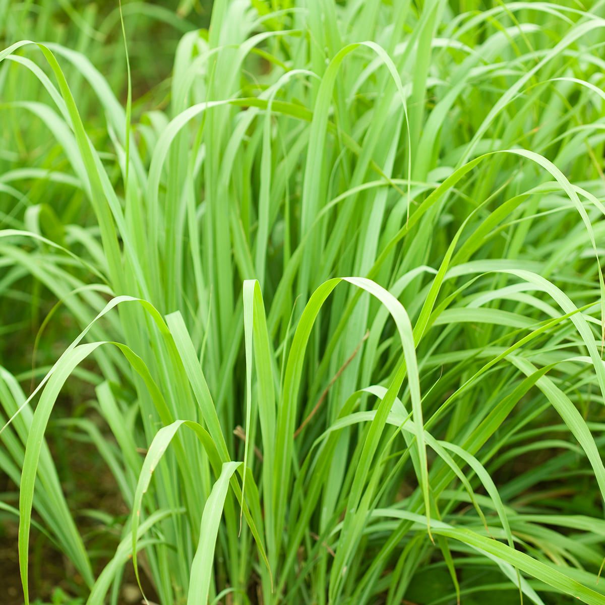 ロールオンアロマ ねむけあ 昼のレモングラス 7mL