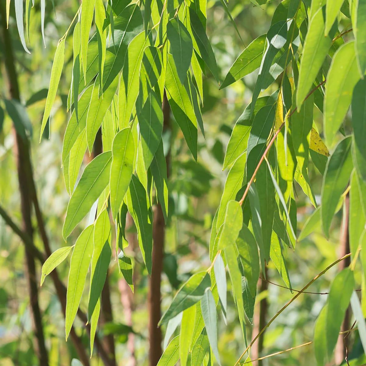 ロールオンアロマ ねむけあ 昼のユーカリ 7mL