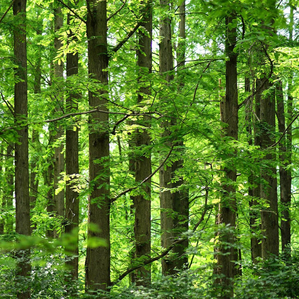 無添加入浴剤 京の天然ほっこり湯 京都産ひのき