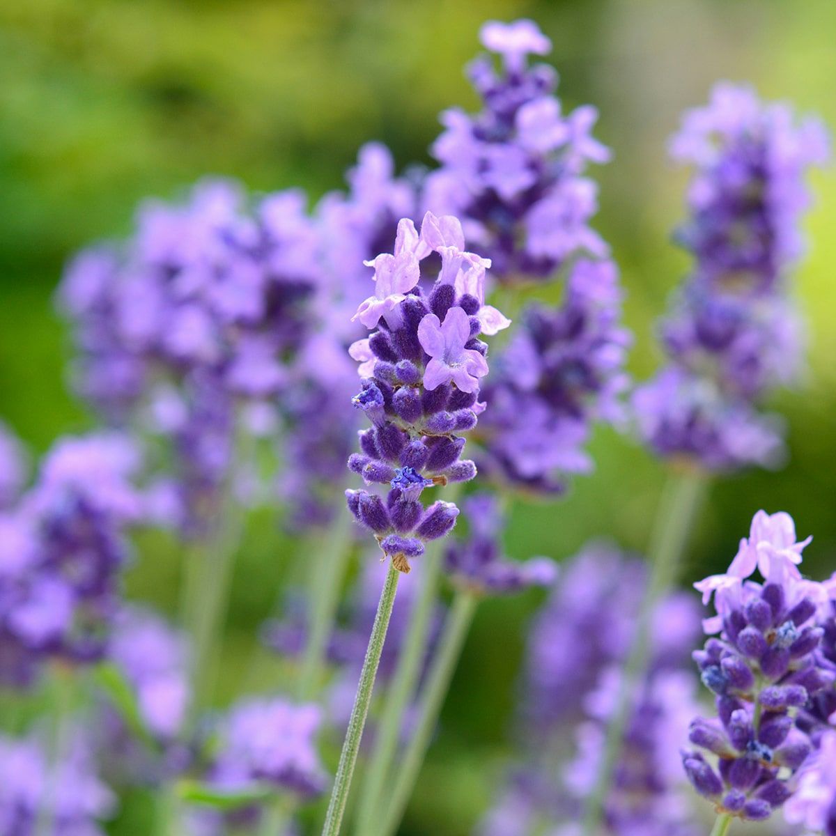 京の天然ばすそると ラベンダーの香り 50g